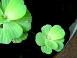 ขอขอบคุณภาพประกอบจาก : photobucket.com