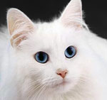 ขอบคุณภาพประกอบจาก : windowsvistamagazine.com