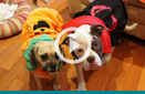 Halloween Dog ไปเดียแต่งตัวน้องหมา ในชุดวันฮาโลวีน