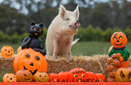 25 ไอเดียแต่งตัวสัตว์เลี้ยงต้อนรับ Halloween